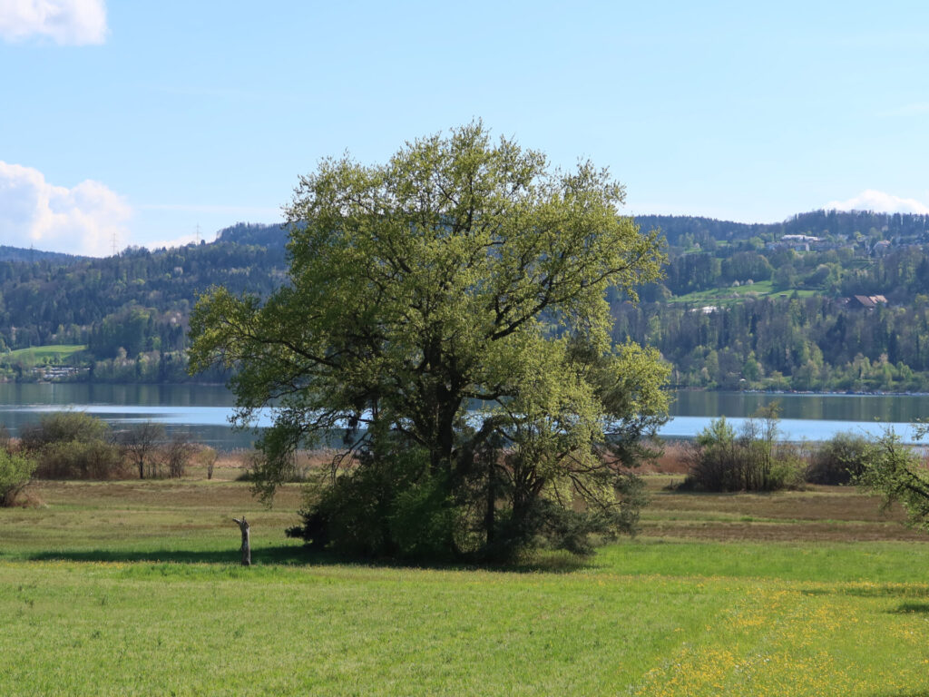 Eiche_2400x1800